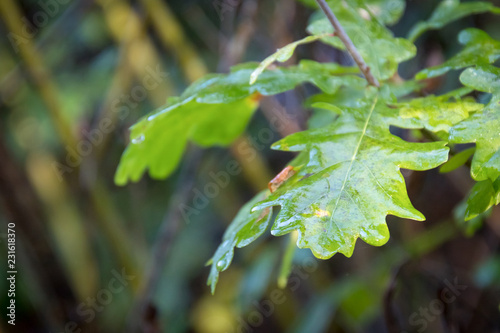 Shiny wet Oak tree leaves from early morning dew