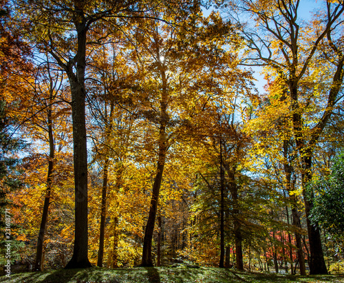 Autumn scene with bright yellow oak trees 