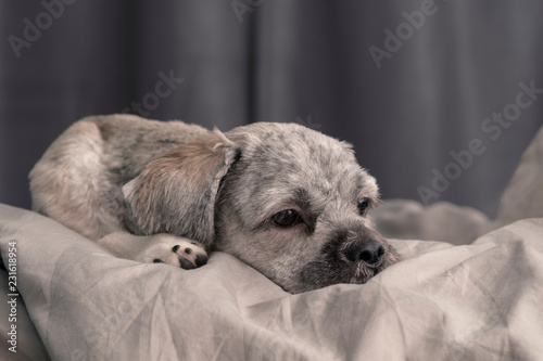 Lhasa Apso breed dog with short hair laying in a bed and looking ahead