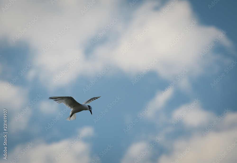 Obraz premium Bird (Least Tern) flying in Cozumel Mexico with blurry cloude sky background