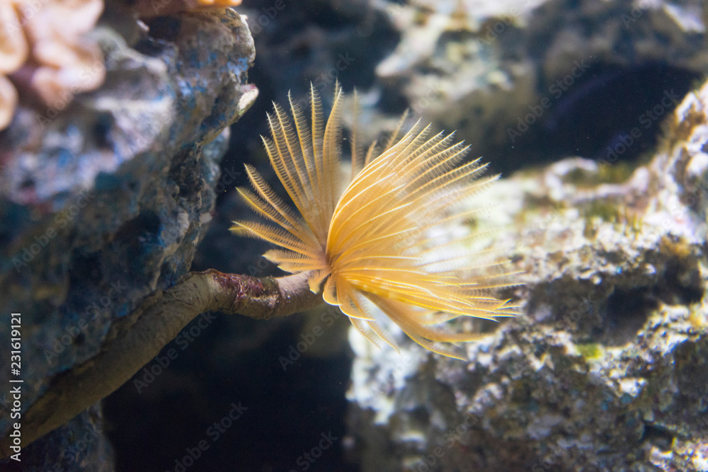 Obraz premium Beautiful sea anemone Condylactis gigantea in aquarium.