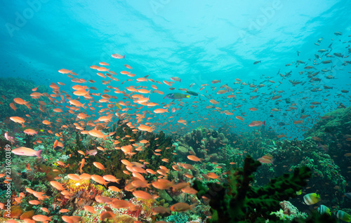 Fototapeta Naklejka Na Ścianę i Meble -  tropical ocean under sea