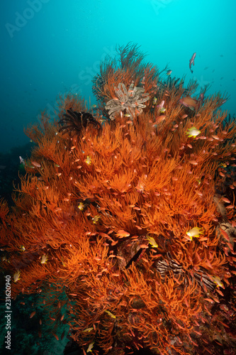 red gorgonian coral with small red fish