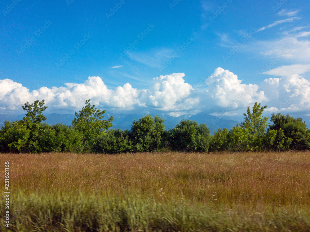 Field lined by trees on clear day Field lined by trees on clear day