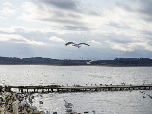 Single flying bird over lake