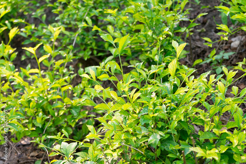 Acalypha siamensis plant in the garden photo