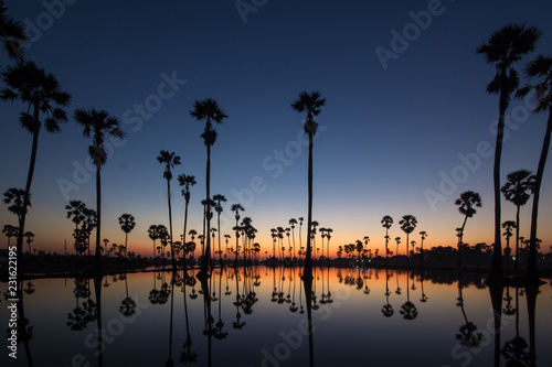 The sun is rising. Front of the sugar palm tree And a water reflection.