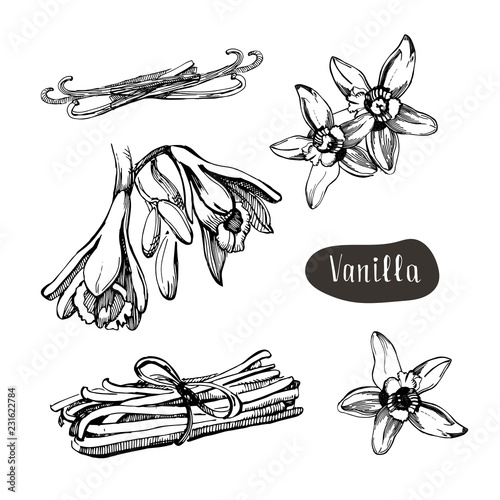 Vanilla flower isolated on the white background.Collection of vanilla and vanilla sticks.