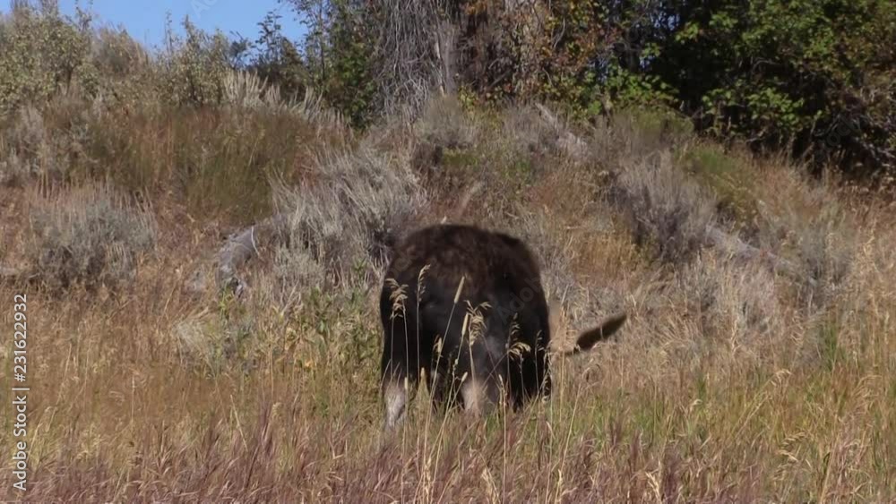 Bull Shiras Moose Rutting in Fall Bull Shiras Moose Rutting in Fall