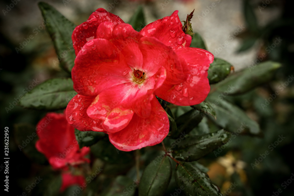 Street Rose Street Rose