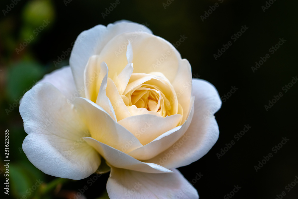 Pale pink rose flower at Narashino City, Chiba Prefecture, Japan