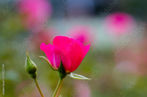 Pink rose flower at Narashino City  Chiba Prefecture  Japan