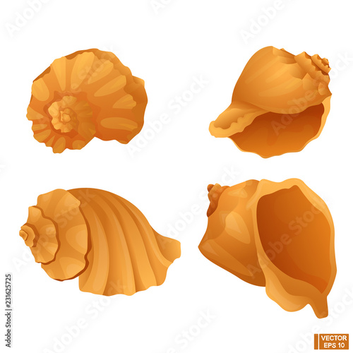 Set of sea shell.