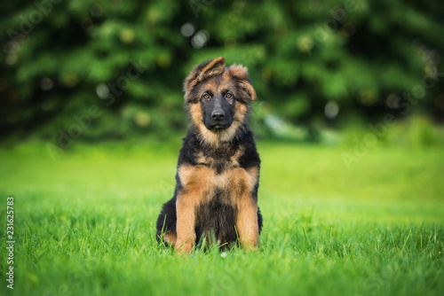 Obraz na plátně German shepherd puppy in summer