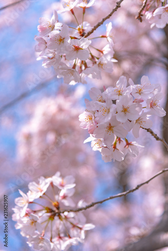 Cherry blossom in spring season at Tokyo  Japan. Cherry blossoms will start blooming around the late March in Tokyo  Many visitors to Japan choose to travel in cherry blossom season.