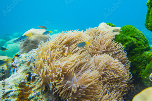 Clown fish in Anemone