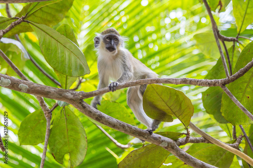Green Tailed Monkey in Trees © KaitlynneRae