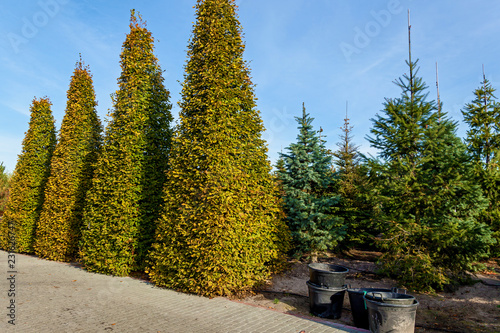 Canvas Print sale of trees in the garden center