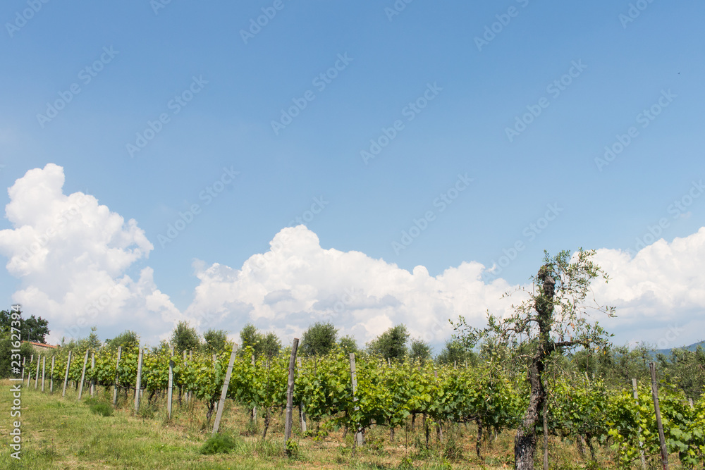 Green Winery Vines with Blue Sky