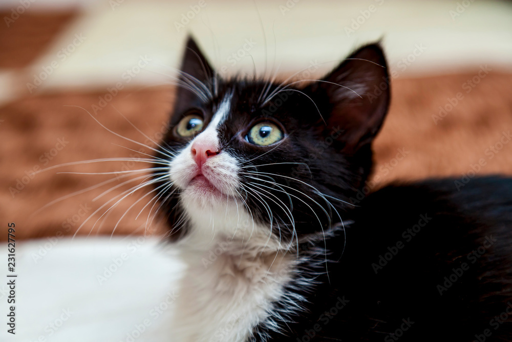 Black and white kitten