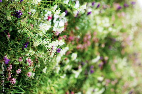 Flowerpot of decoration with beautiful.