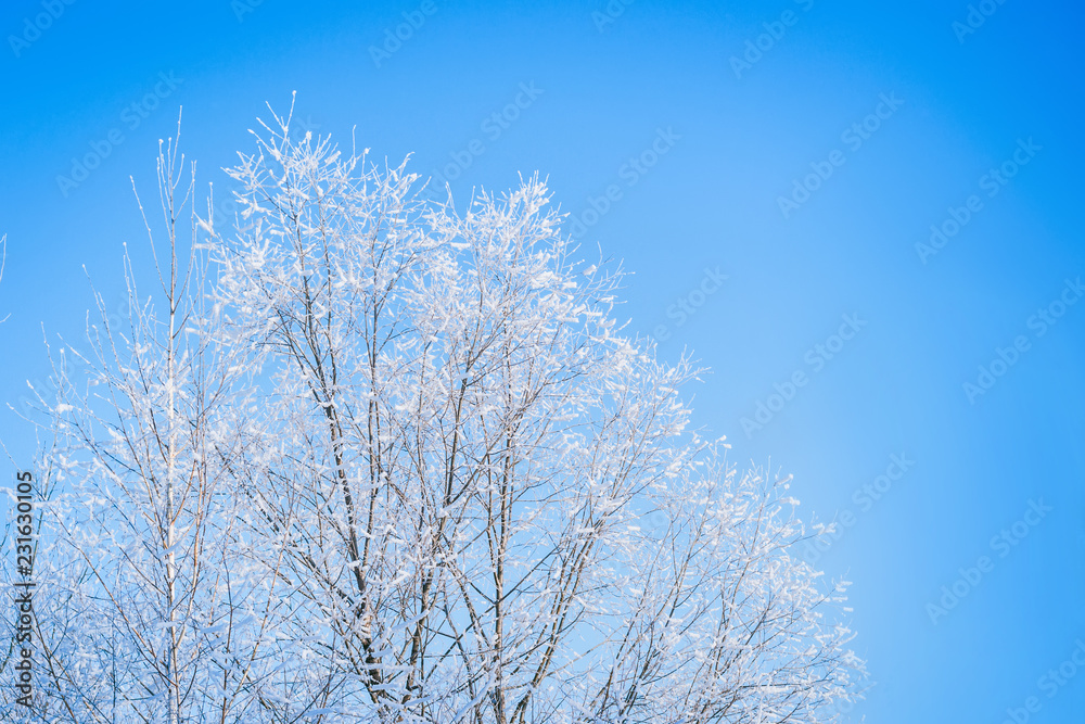 Blue Winter Background. Treetops in hoarfrost against the blue sky