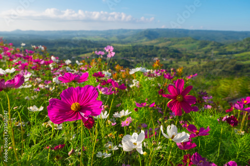 Flowers on the mountains and nature © beerphotographer