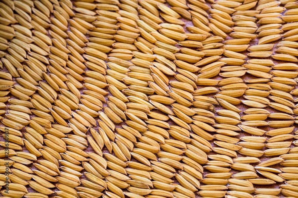 Texture of grain paddy for background Texture of grain paddy for background