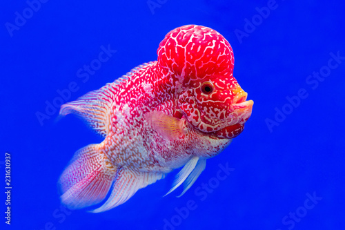 Colorful patterned  Red cichlid fish  on a blue background.