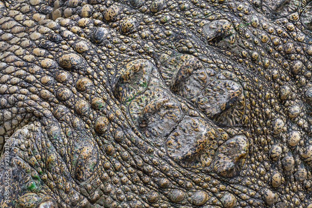 Crocodile pattern and skin for the background. Crocodile pattern and skin for the background.