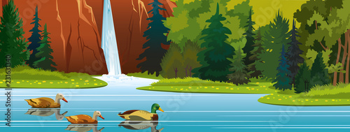 Ducks, lake, waterfall, forest. Summer nature.
