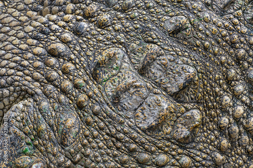 Crocodile pattern and skin for the background.