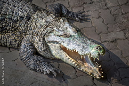 Crocodile open mouth on the brick floor