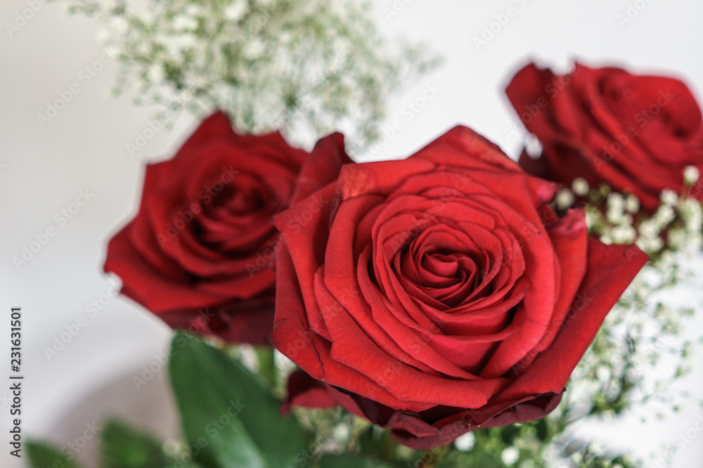 red rosees on white background red rosees on white background