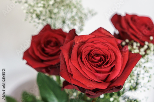 red rosees on white background