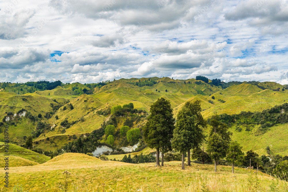 Obraz premium New Zealand nature farmland green valley landscape with trees. Travel destination.