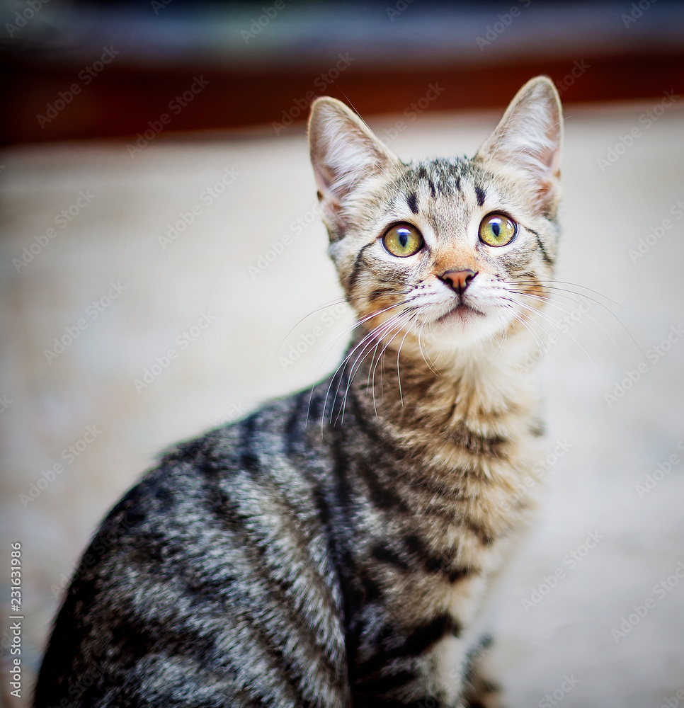 Portrait of a little young tabby cat