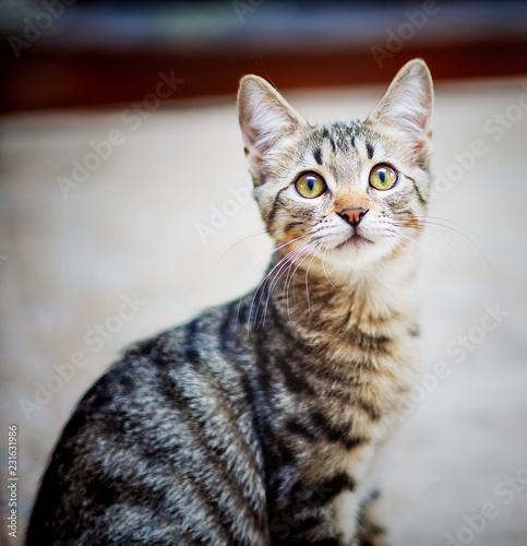 Portrait of a little young tabby cat