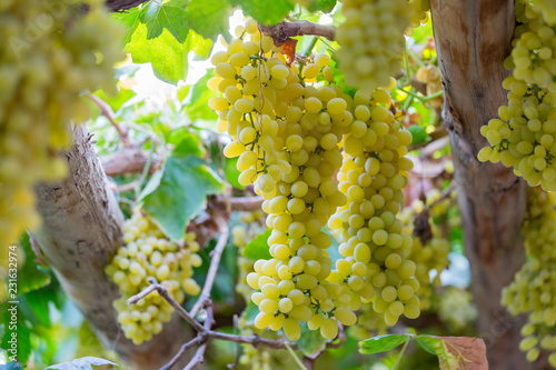 green grapes with leaves on the vine. fresh fruits and famous from turpan , xinjiang china