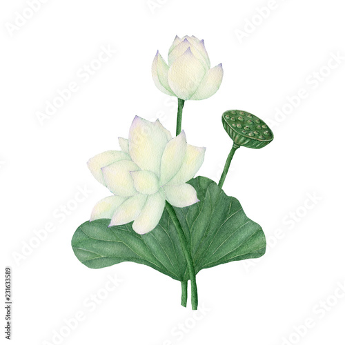 Lotus and Water Lily isolated on white background .Lotus and Water Lily  Hand painted Watercolor illustrations.