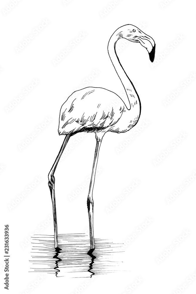 Naklejka premium Flamingo ręcznie rysowane ilustracje