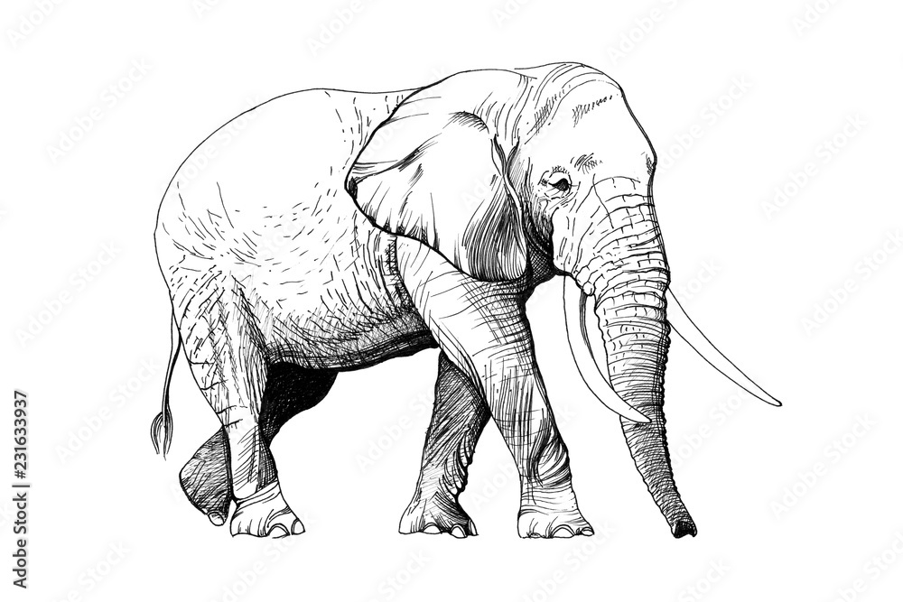 Obraz premium Słoń ręcznie rysowane ilustracje