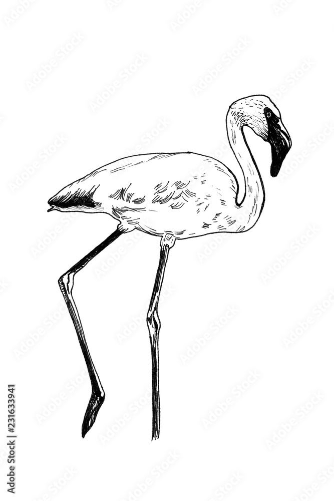 Obraz premium Flamingo hand drawn illustrations