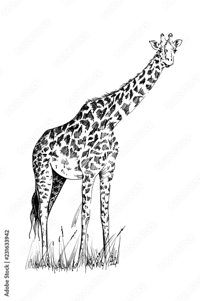 Naklejka premium Żyrafa ręcznie rysowane ilustracje