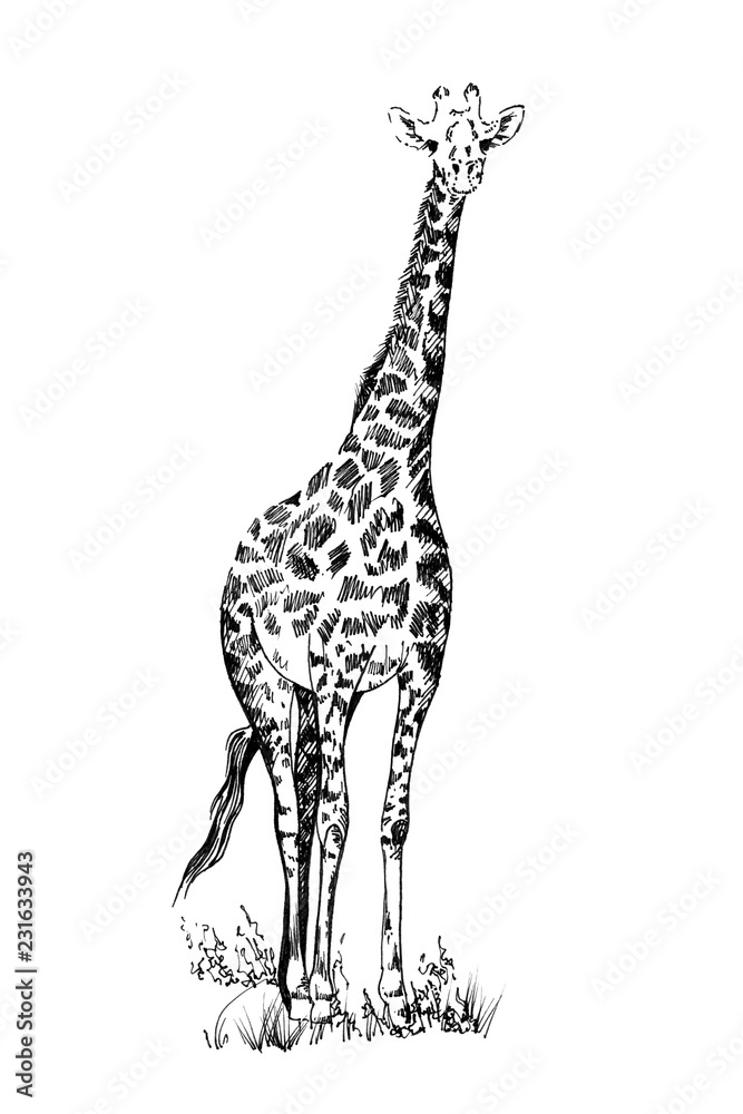 Naklejka premium Żyrafa ręcznie rysowane ilustracje