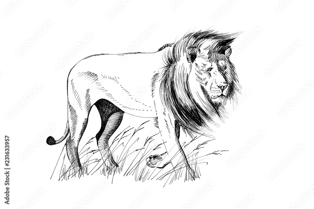 Obraz premium Lew ręcznie rysowane ilustracje