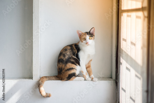 Cat sitting near the window