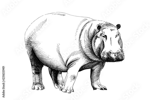 Hippo hand drawn illustrations