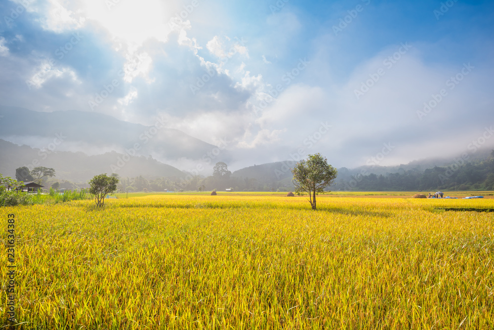 Rice field with mountain background in the morning Rice field with mountain background in the morning