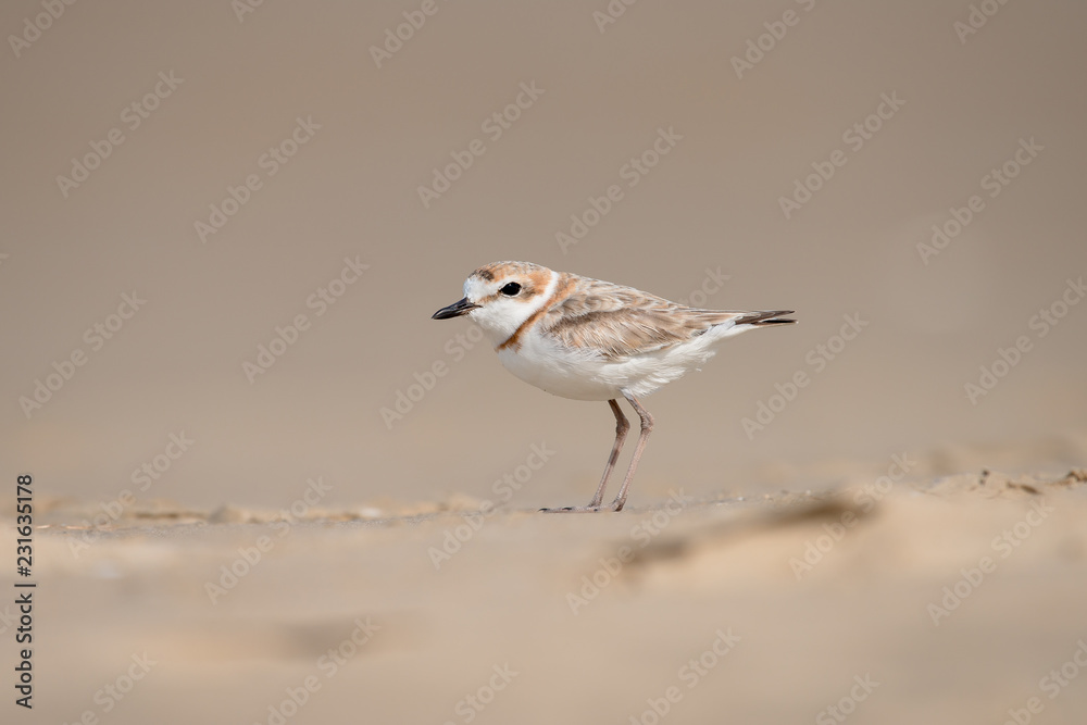 Malaysian plover is a small wader that nests on beaches and salt flats in Southeast Asia. Malaysian plover is a small wader that nests on beaches and salt flats in Southeast Asia.
